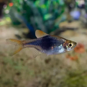 Arlequin Negro | Rasbora heteromorpha black