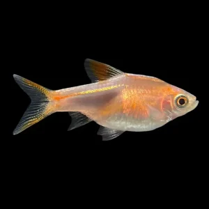 Arlequin Oro | Rasbora heteromorpha golden