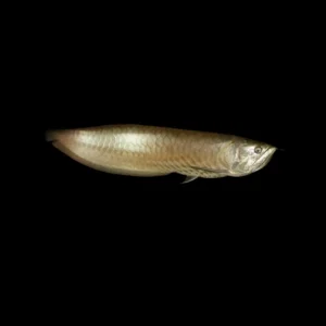 Arowana Amazónica Plata | Osteoglossum bicirrhosum – 10 cm