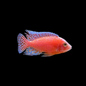 Aulonocara sp. Fire Fish | Aulonocara sp. Fire Fish 5 cm