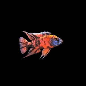 Aulonocara Mármol | Aulonocara Ob – 5cm