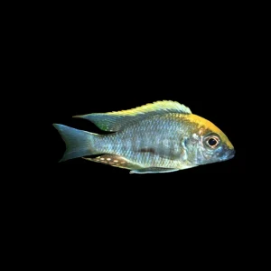 Aulonocara maylandi | Aulonocara maylandi