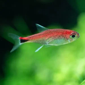 Tetra Rubi Axelrodia Riesei