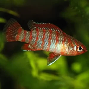Badis Escarlata