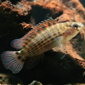 Badis Ruber