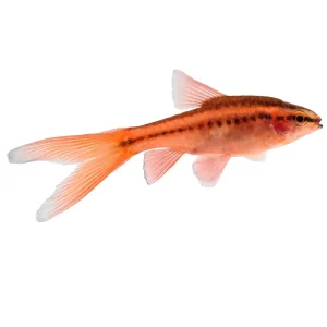 Barbo Cereza Velo | Puntius titteya