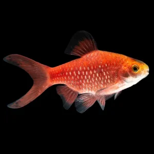 Barbo Conchonius amarillo/rojo | Puntius conchonius