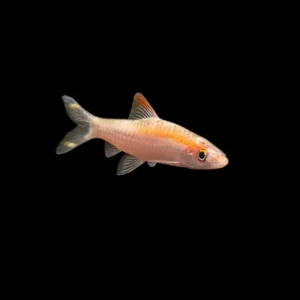 Barbo Denisoni Dorado | Puntius denisonii ~