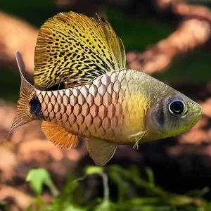 Barbo Enano de Velo | Oreichthys crenuchoides