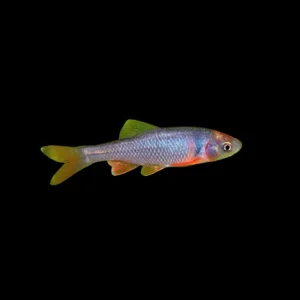 Barbo Lutrensis | Cyprinella lutrensis ~