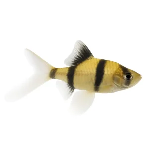 Barbo Tetrazona Velo | Puntigrus tetrazona ~