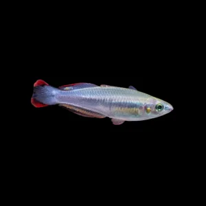 Arcoíris de Madagascar | Bedotia geayi ~