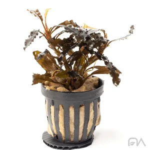 Bucephalandra sp red scorpio