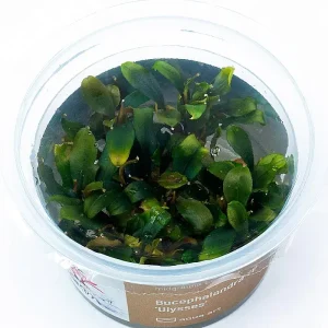 Bucephalandra sp ulysses