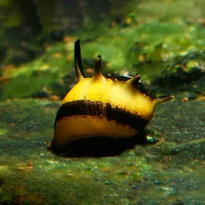 Caracol Abeja Cornudo