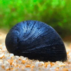 Caracol Casco Militar | Neritina Pulligera