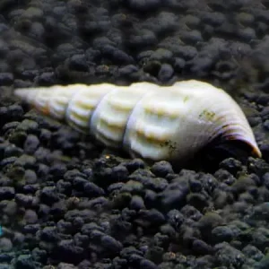 Caracol Conejo Blanco | Brotia Herculea