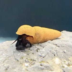 Caracol Conejo Chocolate | Tylomelania 7