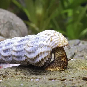 Caracol Conejo Torreon Himalayo | Tylomelania marwotoae