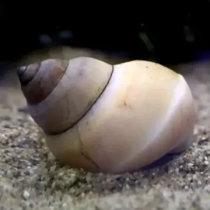 Caracol Mago Blanco | Filopaludina