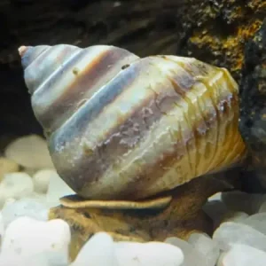 Caracol Piano Tailandés (Taia naticoides)