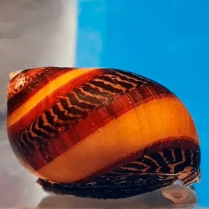 Caracol Picasso | Vittina waigiensis