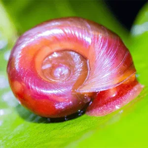Caracol Planorbis Rojo