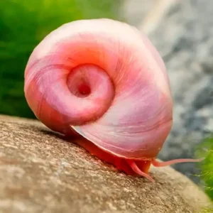 Caracol Planorbis Rosa