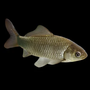 Carpín Marrón | Carassius Auratus