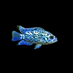 Jack Dempsey azul eléctrico | Cichlasoma sp. Blue Dempsey