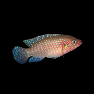 Cíclido joya azul | Hemichromis bimaculatus 6-7 cm