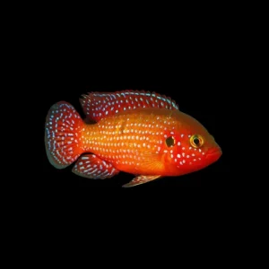 Cíclido Joya Roja | Hemichromis lifalili 4-5 cm