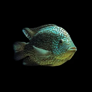 Cíclido Texas Verde | Cichlasoma carpintis 4-5 cm