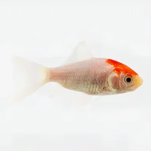 Cometa Tancho | Carassius Auratus