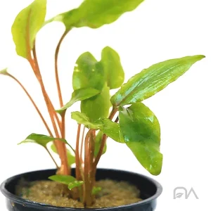 Cryptocoryne Nevilli