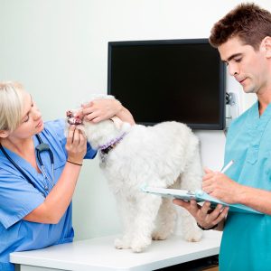 Auxiliar Técnico Veterinario