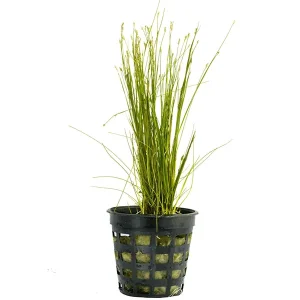 Eleocharis Acicularis