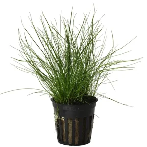 Eleocharis parvula