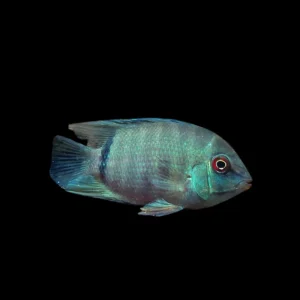 Cíclido Falso Disco | Cichlasoma Heros severum 4-6 cm