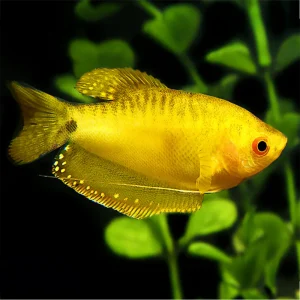 Gourami Oro | Trichogaster trichopterus