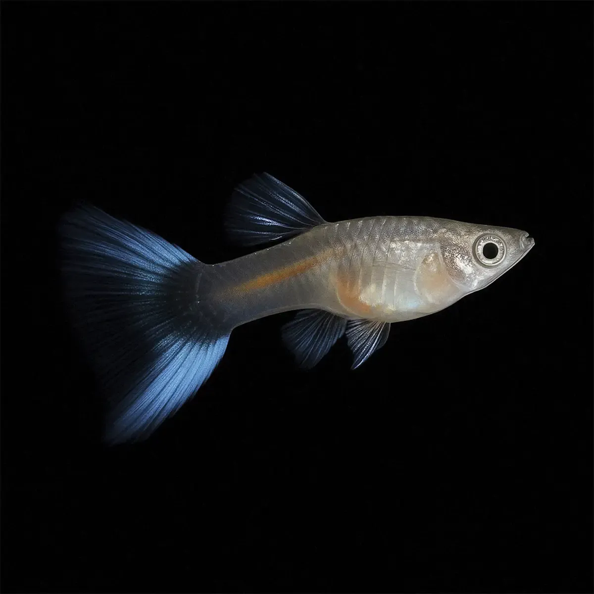 Guppy Macho Doble Espada Azul | Lesbistes Reticulatus - Imagen 2