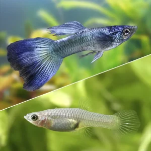 Guppy Blue Moscú | Lebistes reticulatus PAREJA