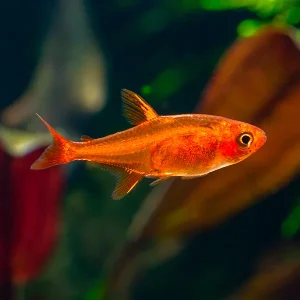 Tetra Ember | Hyphessobrycon amandae