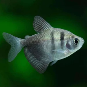 Monjita M | Gymnocorymbus ternetzi