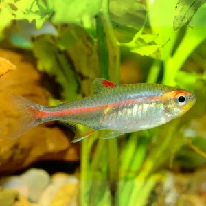 Neón Cobre | Tetra luminoso