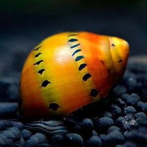 Caracol Cebolla Roja | Neritina turrita