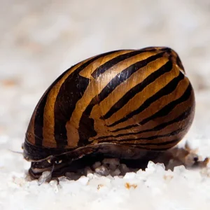 Caracol Nerita Zebra