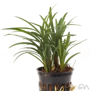 Ophiopogon Japonicus Kyoto