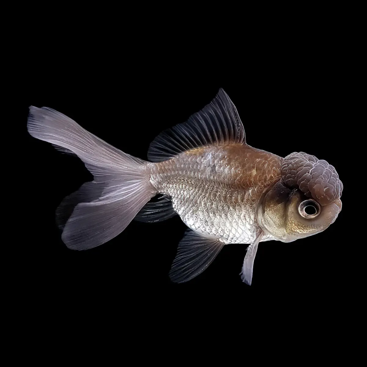 Oranda Azul | Carassius Auratus - Imagen 2