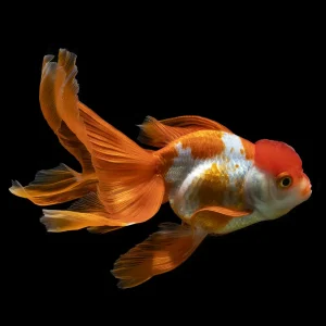 Oranda Bicolor 5 cm | Carassius auratus